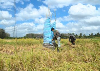 SEORANG pesawah menuai hasil padi di Kampung Kok Klang Perlis semalam.- UTUSAN/IZLIZAN OTHMAN