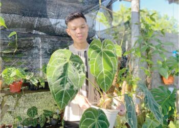 MUHAMAD Mukhriz Hakim Mohd. Sham menunjukkan pokok Anthurium yang ditanamnya di Pengkalan Chepa, Kota Bharu, Kelantan. – UTUSAN/TOREK SULONG
