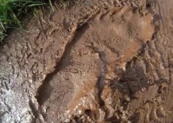 KESAN tapak kaki itu dipercayai mungkin milik Bigfoot. - AGENSI