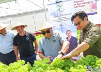 KASIM Mansor (dua kanan) menuai hasil tanaman salad di Petik, UMS yang terletak di Kundasang baru-baru ini
