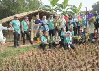 KAKITANGAN MpSepang menuai hasil tanaman padi menerusi projek tanaman padi di Kebun Bandar @ Cyberjaya.