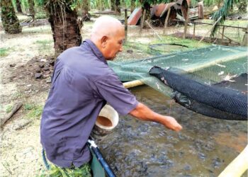 MOKHTAR Ismail memberi makan ikan keli Afrika yang diternak di Felda Selasih, Besut. – UTUSAN/WAN ZURATIKAH IFFAH WAN ZULKIFLI