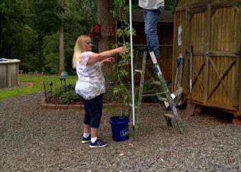 POKOK ubi kentang milik Cecelia Smith mempunyai ketinggian 3.42 meter. - AGENSI 