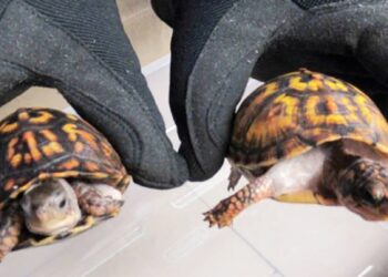 PENYU yang dirampas dalam kes penyeludupan haiwan dilindungi itu. - AGENSI