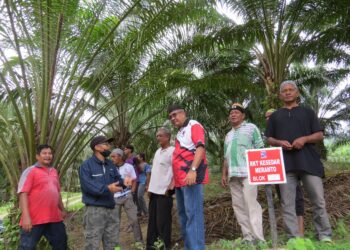 PENEROKA di Rancangan Kemajuan Tanah (RKT) Kesedar Meranto, Gua Musang, Kelantan berharap mendapat pampasan setimpal selepas ancaman harimau di kawasan kebun mereka.UTUSAN/AIMUNI TUAN LAH.