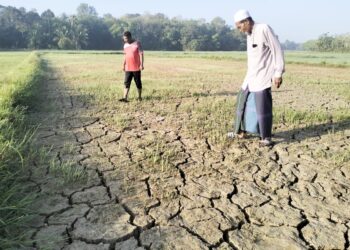 ABDUL Halim Abu Bakar (kanan) bersama salah seorang lagi petani melihat sawah padi yang merekah disebabkan kemarau di bendang Pingu Bechah Semak, Pasir Mas, Kelantan-UTUSAN/ROHANA ISMAIL.