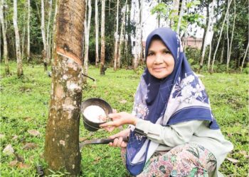 NARMAH Che Dee menunjukkan getah sekerap di kebunnya 
di Kampung Kepas Apam, Pasir Mas, Kelantan. – UTUSAN/ROHANA ISMAIL