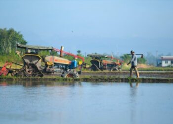 PESAWAH di kawasan MADA bimbang jika masalah kelewatan bekalan benih padi berulang pada musim ini yang jadual penanamannya  bermula sekitar April sehingga Mei depan. – UTUSAN