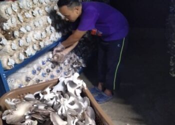 PROJEK penanaman cendawan Unimap bersama komuniti yang dapat memberi kesan positif kepada kesejahteraan ekonomi komuniti setempat.