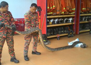 ANGGOTA bomba menunjuk ular yang berjaya ditangkap di Kuala Terengganu baru-baru ini.