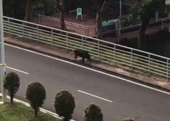 SEEKOR beruang matahari yang ditemukan berkeliaran di Pengkalan Gawi, Hulu Terwngganudekat sini, hari ini .