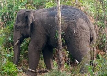 SEEKOR gajah jantan yang ditangkap di Kampung Dendong, Bukit Keluang, Jabi, Besut, semalam. - UTUSAN/WAN ZURATIKAH IFFAH WAN ZULKIFLI