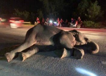 KEADAAN gajah liar yang cedera selepas dilanggar di Kilometer 45, Kampung Kolam, Jalan Kuala Terengganu - Kampung Raja, Setiu, malam tadi.