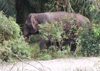 KEADAAN gajah liar betina yang cedera selepas dirempuh sebuah SUV mewah dan berjaya ditangkap di Kampung Telaga Papan, Setiu, hari ini. - UTUSAN/WAN ZURATIKAH AIFFAH WAN ZULKIFLI
