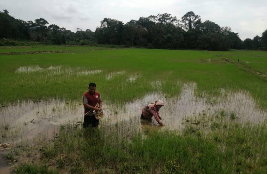 Tanaman padi diusahakan semula selepas banjir