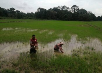 PESAWAH mengusahakan semula tanamam padi di kawasan sawah Projek Tanaman Padi Berkelompok Paya Rapat, Hulu Terengganu. - UTUSAN/NOOR HAYATI MAMAT