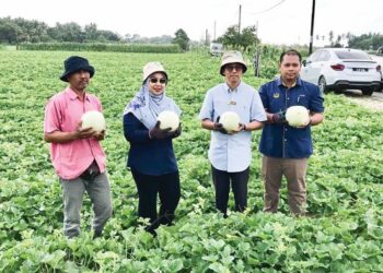 WAN Faizatul Aniza Ismayatim (dua dari kiri) menunjukkan buah tembikai wangi yang diusahakan oleh petani di Kampung Banggol, Kota Bharu, Kelantan semalam. – UTUSAN/ROSLIZA MOHAMED