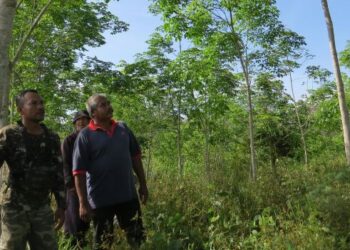 PEKEBUN dan penoreh di Rancangan Pemulihan Tanah (RPT) Kesedar Sungai Terah, Gua Musang, Kelantan, terjejas apabila susu getah yang ditoreh berkurangan. – UTUSAN/AIMUNI TUAN LAH