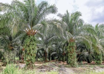 KELUASAN tanaman kelapa sawit di Malaysia menurun 4.2 peratus kepada 5.65 juta hektar daripada 5.90 juta hektar dalam tempoh lima tahun.