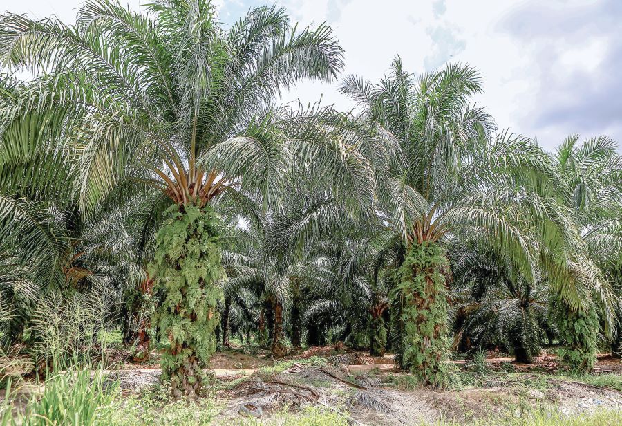 Malaysia ‘hilang’ 250,000 hektar sawit dalam 5 tahun