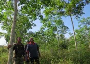 PEKEBUN dan penoreh di Rancangan Pemulihan Tanah (RPT) Kesedar Sungai Terah di Gua Musang, Kelantan terjejas apabila susu getah yang ditoreh berkurangan. - UTUSAN/AIMUNI TUAN LAH