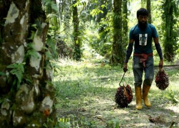 KEKURANGAN guna tenaga buruh bukan isu baharu bagi sektor perladangan sawit negara berikutan kurangnya penyertaan pekerja tempatan, kebergantungan kepada pekerja asing dan amalan mekanisasi yang rendah.