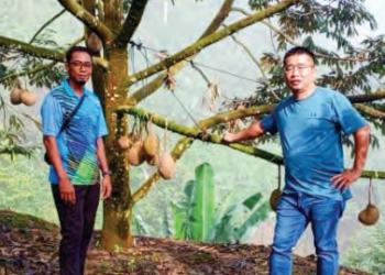 BRANDON Quah menanam durian Musang King sejak 10 tahun lalu di tanah seluas kira-kira 202 hektar dengan 15,000 pokok di Bentong dan
Sungai Klau, Raub, Pahang