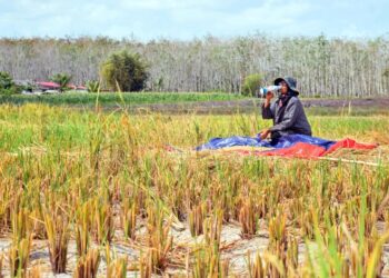 SEMUA permohonan permit perpindahan padi daripada ke luar negeri dibekukan sejak 20 Jun tahun lalu.