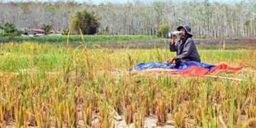 SEMUA permohonan permit perpindahan padi daripada ke luar negeri dibekukan sejak 20 Jun tahun lalu.