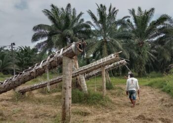 PENDUDUK membersihkan meriam batang kelapa untuk dimainkan menjelang Aidilfitri tahun ini di Bagan Lalang, Bagan Datuk. - UTUSAN