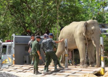 KERJA-kerja pemindahan gajah yang dilakukan oleh dua ekor gajah denak iaitu Sanum dan Kasturi di RPT Kesedar Sungai Terah, Gua Musang, Kelantan hari ini.UTUSAN/AIMUNI TUAN LAH.