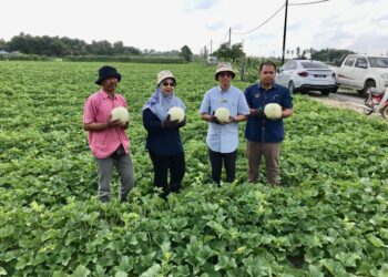 WAN Faizatul Aniza Ismayatim (dua dari kiri) menunjukkan buah tembikai wangi yang diusahakan oleh petani di Kampung Banggol, Kota Bharu, Kelantan hari ini. UTUSAN/ ROSLIZA MOHAMED