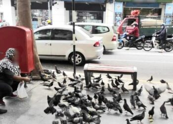 PERBUATAN memberi sisa makanan kepada burung merpati boleh dikenakan kompaun oleh Majlis Bandaraya Pulau Pinang (MBPP)