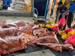 JPVPP rampas lebih 900kg karkas lembu