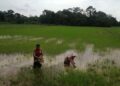 PESAWAH mengusahakan semula tanamam padi di kawasan Projek Tanaman Padi Berkelompok Paya Rapat di Hulu Terengganu. 
– UTUSAN/NOOR HAYATI MAMAT