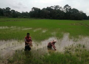 PESAWAH mengusahakan semula tanamam padi di kawasan Projek Tanaman Padi Berkelompok Paya Rapat di Hulu Terengganu. 
– UTUSAN/NOOR HAYATI MAMAT