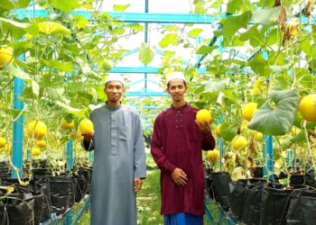 AHMAD Firdaus Mohd. Mazlan Kushar (kiri) dan Shrol Hisam memberi pengalaman kepada pengunjung untuk memetik sendiri buah golden melon yang ingin dibeli di Maahad Tahfiz al-Quran Al-Ahmad, 
Tapah. – UTUSAN/MEGAT LUTFI MEGAT RAHIM