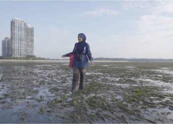 MUTA Harah berdiri di kawasan tumbuhan rumput laut Beting Merambong yang hanya boleh dikunjungi ketika air surut berhampiran dengan Forest City, di Iskandar Puteri, Johor Bahru.
