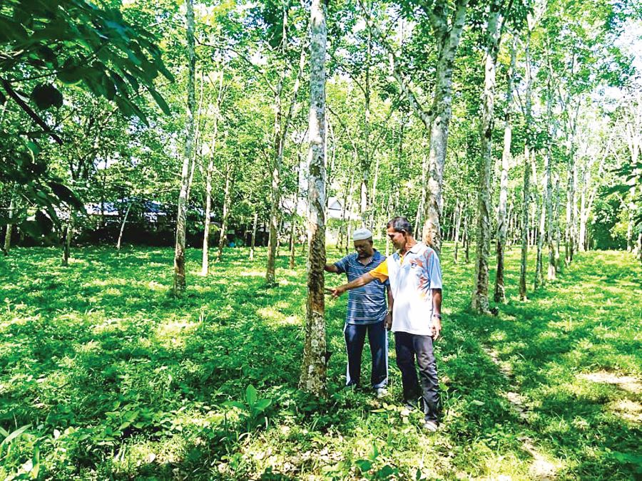 Cuaca panas: Susu getah kurang, penoreh cari kerja lain
