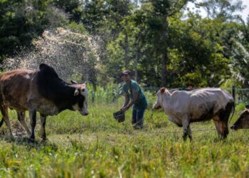 MAHADI Hasan memandikan sebahagian lembu peliharaannya menggunakan baldi dan air takungan sawah berikutan cuaca panas melampau sehingga berlakunya gelombang haba tahap dua di Pokok Sena, Alor Setar, Kedah. - UTUSAN/SHAHIR NOORDIN