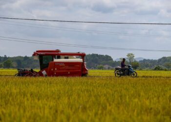 SEBUAH mesin padi melakukan kerja-kerja menuai padi di sawah di Kampung Gulau, Pendang. -UTUSAN/SHAHIR NOORDIN