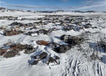 BINATANG ternakan mati akibat cuaca sejuk ekstrem di Mongolia. - GAMBAR IFRC