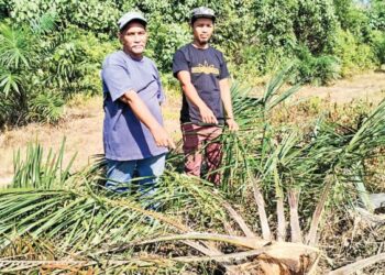 MOHAMAD Mat Nor dan anaknya, Ahmad Shazril Hisyam menunjukkan pokok kelapa sawit yang musnah akibat serangan gajah di Kampung Seri Bayas, Setiu, Terengganu, semalam. – UTUSAN/WAN ZURATIKAH IFFAH WAN ZULKIFLI