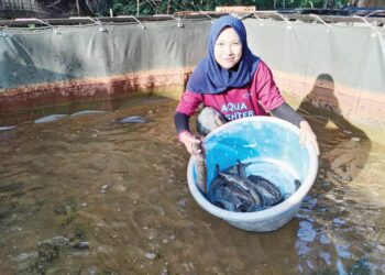 ANN Bazlin Seman menunjukkan ikan keli yang diternak di Kampung Gong Pasir, Kerandang, Besut, Terengganu. - UTUSAN/WAN ZURATIKAH IFFAH WAN ZULKIFLI