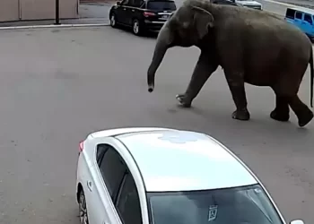 GAJAH sarkas itu dikejar lebih kurang 10 minit.