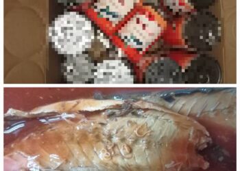 CACING parasit Anisakis sp. dikesan dalam sardin yang diimport dari China.