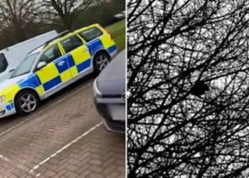 SEEKOR burung hitam di atas pohon di kawasan parkir di Bicester dikesan meniru bunyi siren polis.-AGENSI