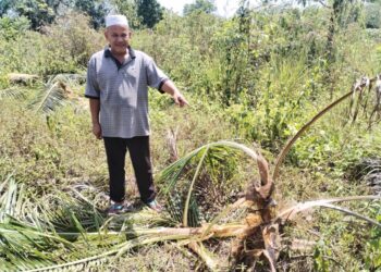 MOHAMAD  Zain Wan Ahmad menunjukkan pokok kelapa yang dimusnahkan beruang matahari di Kampung Teluk Tasik, Setiu, hari ini. - UTUSAN/WAN ZURATIKAH IFFAH WAN ZULKIFLI