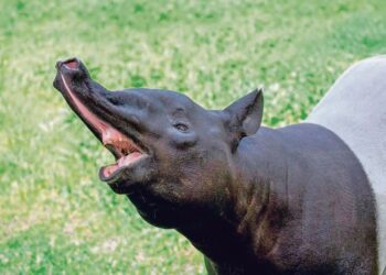 DANA dan kepakaran diperlukan dalam memulihara habitat Tapir Malaysia yang semakin terancam.