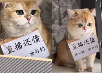 KUCING diberi nama Jingoudiao menjadi punca rumah pemiliknya di Sichuan terbakar awal bulan ini.-AGENSI